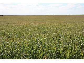 Property photo 96 - LAND AUCTION, 3255+/- Acres offered in 13 Tracts